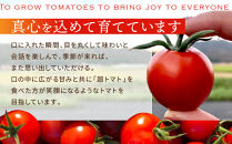 超トマトゼリー&nbsp;6個セット【トマト&nbsp;とまと&nbsp;野菜&nbsp;やさい&nbsp;ゼリー&nbsp;トマトゼリー&nbsp;新鮮&nbsp;産地直送&nbsp;贈答&nbsp;出雲&nbsp;出雲市&nbsp;おすすめ&nbsp;人気】