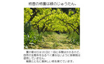 【柿専業の農家が作る】出雲産甘柿の干し柿