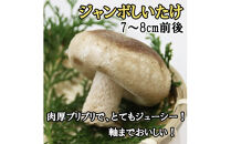 神々の国　出雲しいたけジャンボ生しいたけ詰合せ