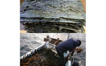 板わかめ　25ｇ×3袋　無添加　島根県産国産わかめ