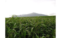 【定期便3回】発芽焙煎出雲はとむぎ茶(24本）&nbsp;を毎月お届け！