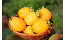 【柿専業の農家が作る】出雲産西条柿　5kg