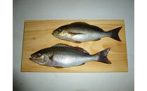 銀杏のまな板（家庭用、大）