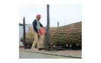 銀杏のまな板（大物用）