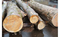 出雲大社ゆかりの縁起物　福こづち特1号