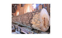 銀杏のまな板（クエ、マグロ用）