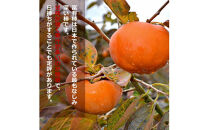 ひらたの柿　富有柿