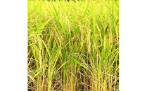 出雲産コシヒカリ（5kg）×2袋と出雲産きぬむすめ（5kg）×1袋