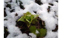 【令和7年産】出雲神結米（つや姫）1kg×4袋＋ふきのとう味噌　60g入り2瓶