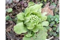 【令和7年産】出雲神結米（つや姫）1kg×4袋＋ふきのとう味噌　60g入り2瓶