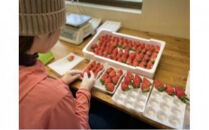 【先行予約】【ギフトBOX入り】大粒静岡いちご ギフトボックス入り（すず／おいCベリー 約500g・農園厳選） 冷蔵 苺 フルーツ◇