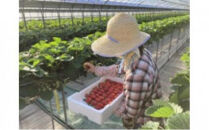 【先行予約】ふるさと納税限定 静岡いちご 食べ比べセット（すず＆おいCベリー／500g以上）冷蔵 苺 フルーツ◇