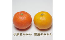 『2025年12月より順次発送』香川オリジナル品種「紅みかん(小原紅早生)」2.5kg[のしシール付き]