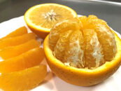 2箱セット&nbsp;ちょっと&nbsp;傷あり&nbsp;木成完熟&nbsp;紅はっさく&nbsp;2L&nbsp;～&nbsp;M&nbsp;(&nbsp;4玉&nbsp;～&nbsp;6玉&nbsp;)&nbsp;手さげ箱&nbsp;【2026年4月上旬～発送】