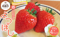 【先行予約】2026年1月　よつぼし いちご　200g×4