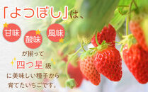 【先行予約】2026年1月　よつぼし いちご　200g×4