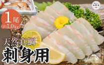 【お中元ギフト】天然真鯛&nbsp;刺身用（4人～5人前）