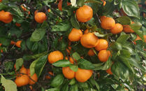 有田みかん&nbsp;早生みかん&nbsp;秀品または優品&nbsp;約3kg&nbsp;S～2Lサイズ混合&nbsp;としみ農園