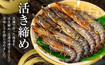 【お中元用】活き〆冷凍車海老　300g（3Lサイズ）8~9尾入り