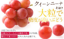 【先行予約】角田市産ぶどう【クイーンニーナ】1房（約500g）【2026年9月末より順次発送】