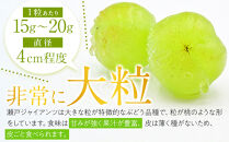 【先行予約】角田市産ぶどう【瀬戸ジャイアンツ】1房（約500g）【2026年9月末より順次発送】