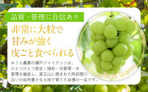 【先行予約】角田市産ぶどう【瀬戸ジャイアンツ】1房（約500g）【2026年9月末より順次発送】