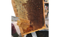 【ポイント交換専用】948.鳥取の花の香りを食卓へ。天然はちみつ3瓶セット（百花蜜、アカシア、トチ）67g×各1瓶（計3瓶）&nbsp;蜂蜜&nbsp;ハチミツ&nbsp;ハチ蜜&nbsp;鳥取県産◇日本全国配送可能