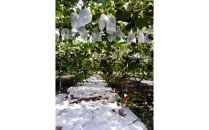 【ポイント交換専用】263.ブラックオリンピア（種なし）1kg以上 ※2025年8月中旬頃より順次発送予定