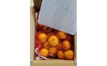 【ポイント交換専用】342.柚子（ゆず）玉&nbsp;　2.6kg前後|&nbsp;果物&nbsp;食材&nbsp;果汁&nbsp;料理&nbsp;風味&nbsp;多田錦&nbsp;産地直送　※2026年11月中旬～11月下旬頃に順次発送予定　※北海道・沖縄・離島への配送不可