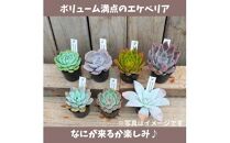 【ポイント交換専用】731【厳選株】【農場直送】多肉植物エケベリア ぷっくり充実株!! おまかせ7品種セット※着日指定不可※北海道・沖縄・離島への配送不可