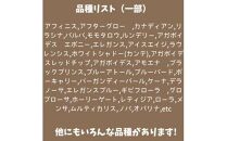 【ポイント交換専用】731【厳選株】【農場直送】多肉植物エケベリア ぷっくり充実株!! おまかせ7品種セット※着日指定不可※北海道・沖縄・離島への配送不可