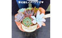 【ポイント交換専用】731【厳選株】【農場直送】多肉植物エケベリア ぷっくり充実株!! おまかせ7品種セット※着日指定不可※北海道・沖縄・離島への配送不可