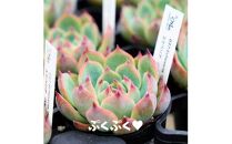 【ポイント交換専用】731【厳選株】【農場直送】多肉植物エケベリア ぷっくり充実株!! おまかせ7品種セット※着日指定不可※北海道・沖縄・離島への配送不可