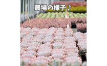 【ポイント交換専用】731【厳選株】【農場直送】多肉植物エケベリア ぷっくり充実株!! おまかせ7品種セット※着日指定不可※北海道・沖縄・離島への配送不可