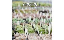 【ポイント交換専用】731【厳選株】【農場直送】多肉植物エケベリア ぷっくり充実株!! おまかせ7品種セット※着日指定不可※北海道・沖縄・離島への配送不可