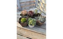 【ポイント交換専用】810.多肉植物コレクションセット　※離島への配送不可