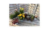 【ポイント交換専用】811.季節のガーデン＆グリーンセット　※離島への配送不可