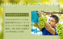 【ポイント交換専用】915.【先行予約】シャインマスカットシャインマスカット&nbsp;訳あり&nbsp;家庭用&nbsp;鳥取砂丘地産&nbsp;1.4kg（350g×4パック）&nbsp;※離島への配送不可&nbsp;※2026年8月下旬～10月下旬頃に順次発送予定