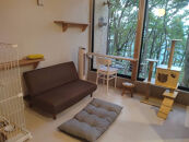 YUFUIN&nbsp;HOGONEKO&nbsp;FOREST　森の中で保護猫と一緒に宿泊できるチケット（年末年始不可、食事なし）