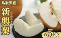 【ポイント交換専用】302.【先行予約】新興梨&nbsp;5～18玉前後&nbsp;5kg前後&nbsp;※10月～11月下旬頃に順次発送予定