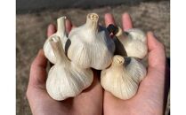 【ポイント交換専用】585.スイカ農家のフル～ティ黒にんにく　元気のたねこ大袋｜自然食品&nbsp;美容&nbsp;&nbsp;健康&nbsp;&nbsp;疲労回復　鳥取県産　免疫力「鳥取県特別栽培農産物」認証の自社生産ホワイト六片とジャンボにんにくを使用※着日指定不可&nbsp;※2024年7月中旬～2025年2月下旬頃に順次発送予定