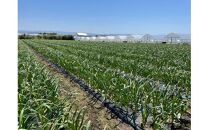 【ポイント交換専用】585.スイカ農家のフル～ティ黒にんにく　元気のたねこ大袋｜自然食品&nbsp;美容&nbsp;&nbsp;健康&nbsp;&nbsp;疲労回復　鳥取県産　免疫力「鳥取県特別栽培農産物」認証の自社生産ホワイト六片とジャンボにんにくを使用※着日指定不可&nbsp;※2024年7月中旬～2025年2月下旬頃に順次発送予定