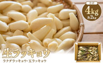 【ポイント交換専用】326.生ラッキョウ　計4kg（ラクダラッキョウ×2kg　玉ラッキョウ×2kg）※2026年5月下旬～7月上旬頃に順次発送予定