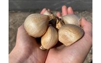 【ポイント交換専用】586.スイカ農家のフル～ティ黒にんにく&nbsp;元気のたねこミックス◇｜自然食品&nbsp;無添加&nbsp;健康&nbsp;疲労回復　鳥取県産&nbsp;免疫力「鳥取県特別栽培農産物」認証の自社生産ホワイト六片とジャンボにんにくを使用※着日指定不可※2024年7月中旬～2025年2月下旬頃に順次発送予定