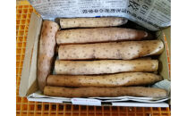 【ポイント交換専用】981.【訳あり】砂丘ながいも　1kg《検索用ワード:長芋・とりたて・とろろ・ねばり・山芋》