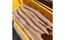 【ポイント交換専用】981.【訳あり】砂丘ながいも　1kg《検索用ワード:長芋・とりたて・とろろ・ねばり・山芋》