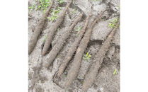 【ポイント交換専用】981.【訳あり】砂丘ながいも　1kg《検索用ワード:長芋・とりたて・とろろ・ねばり・山芋》