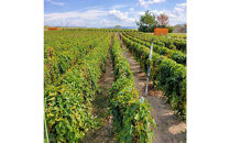 【ポイント交換専用】981.【訳あり】砂丘ながいも　1kg《検索用ワード:長芋・とりたて・とろろ・ねばり・山芋》