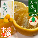 ちょっと 傷あり 4月 まで 木成 完熟 させた 有田 はっさく 大玉 3L × 6玉 または 2L × 7玉 化粧箱 南泰園 みかん