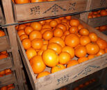 あきさわ園の木なり完熟みかん　10kg〈出荷時期:2025年11月1日出荷開始～2025年12月15日出荷終了〉【 みかん 神奈川県 小田原市 】